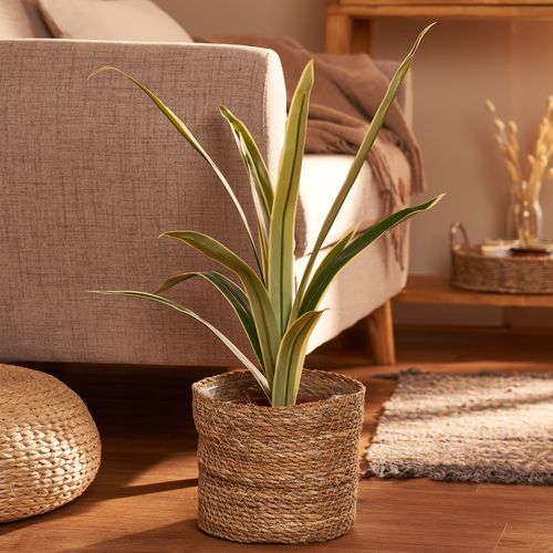 Contenedor Mamushka 20 x 18 cm