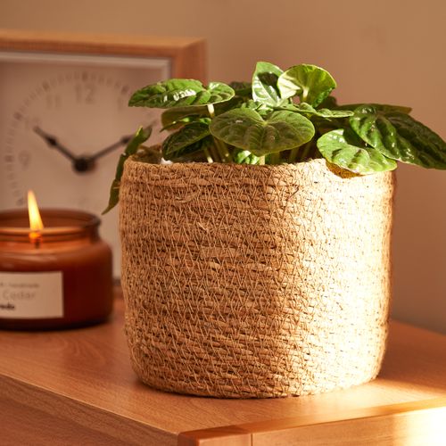 Contenedor Mamushka 14 cm x 14 cm